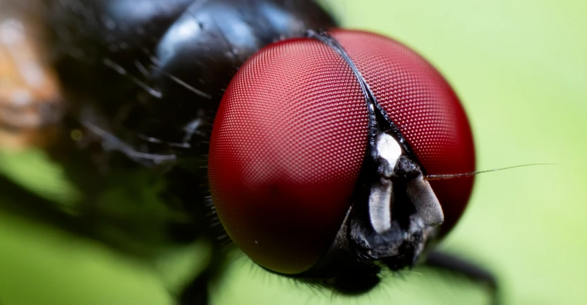 "غزو مفاجئ".. ذباب أسود لاسع يرعب سكان ولاية أميركية