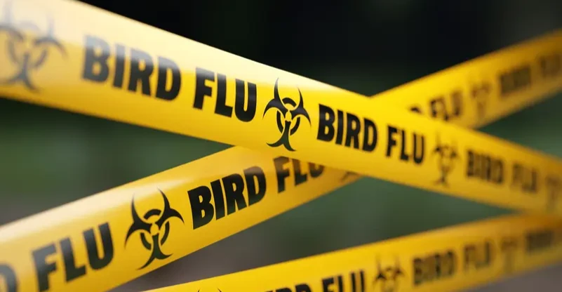 أوروبا تسجل أول إصابة بإنفلونزا الطيور "H9N2"