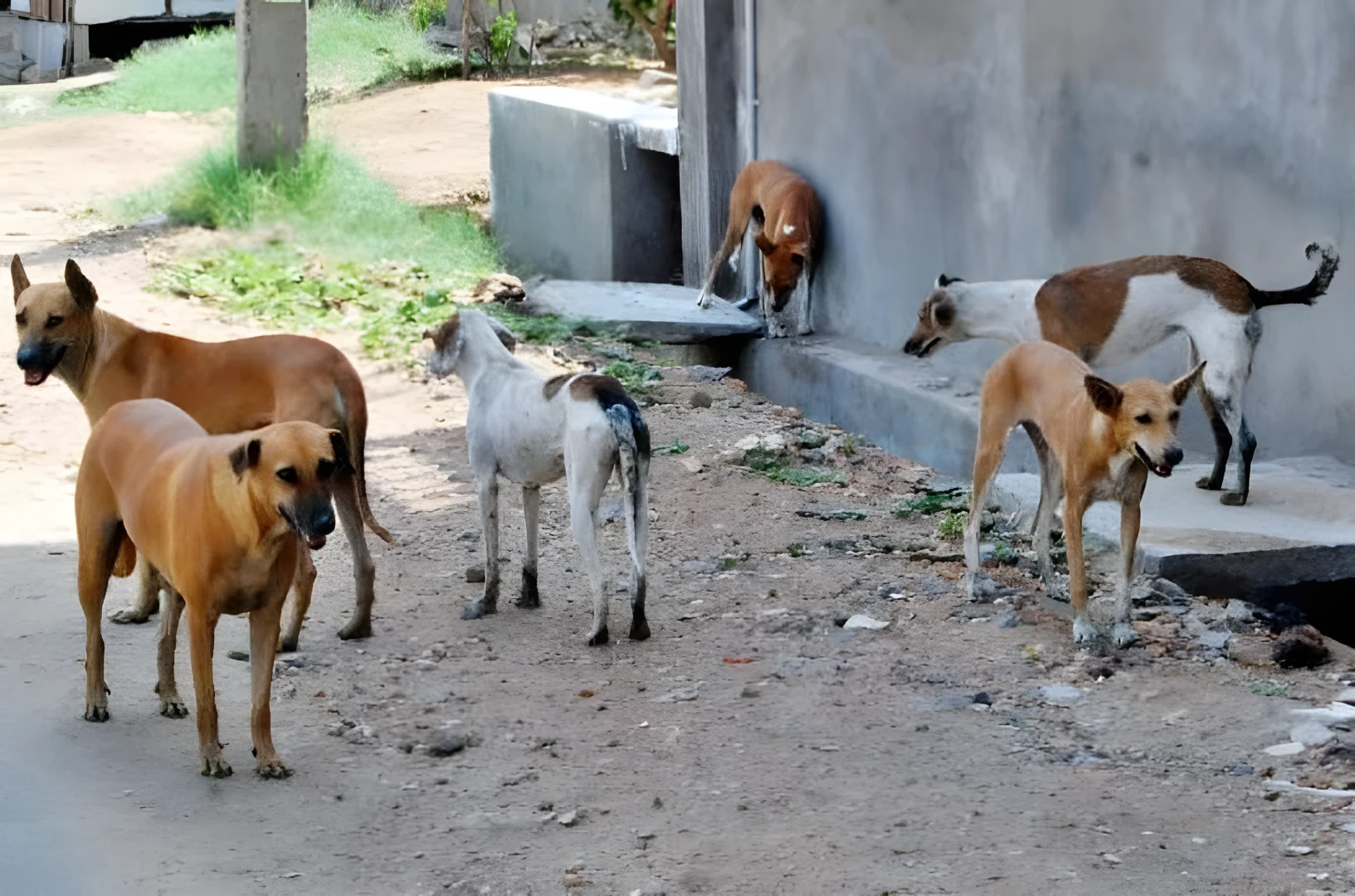 Rabid dog attack injures five in Iraq’s Basra