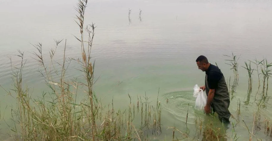 إطلاق 1.8 مليون سمكة "گطان" في هور الفتحة بالنجف