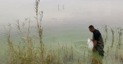 إطلاق 1.8 مليون سمكة "گطان" في هور الفتحة بالنجف