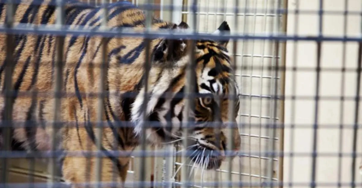 "مهاجم الفتى".. نفوق النمر السيبيري في حديقة الزوراء ببغداد