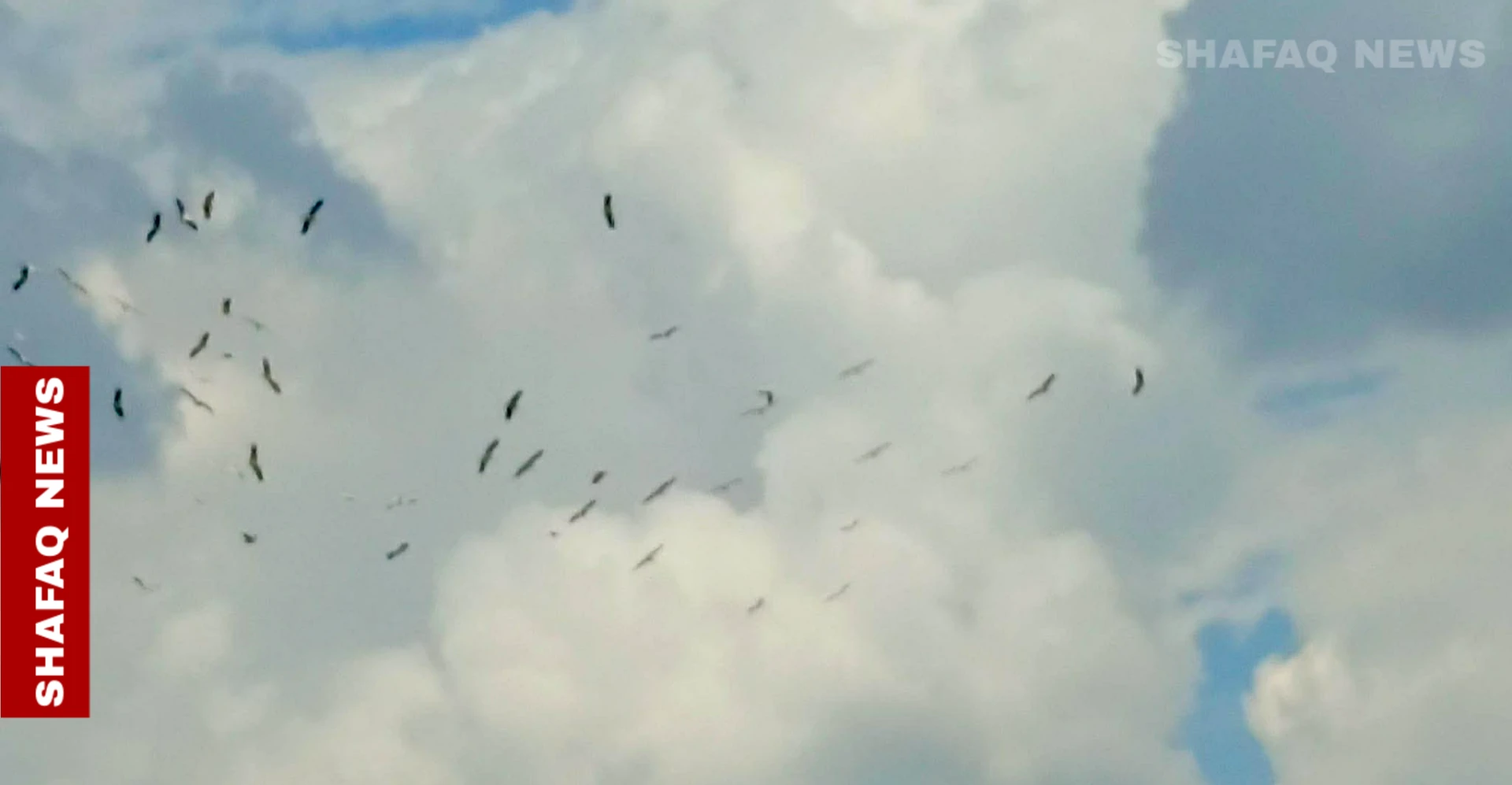 بعد غياب نصف قرن.. أسراب اللقلق تعود لسماء كركوك (صور)