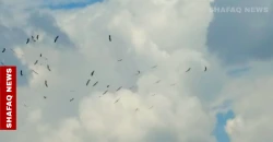 بعد غياب نصف قرن.. أسراب اللقلق تعود لسماء كركوك (صور)