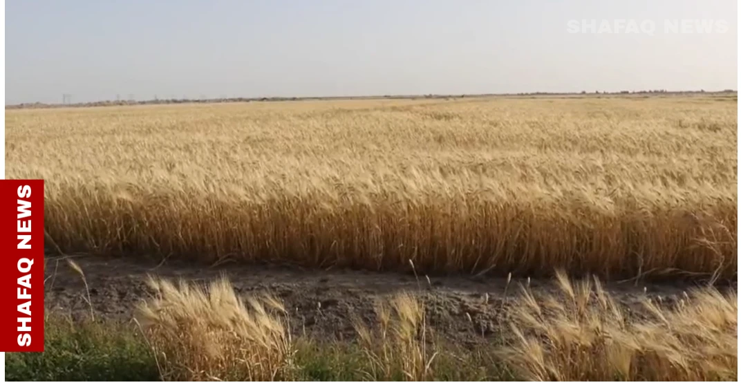 فلاحو الشريفية في ذي قار: مستثمر مجهول يصادر الأراضي بـ"كتب مزورة" (فيديوهات)