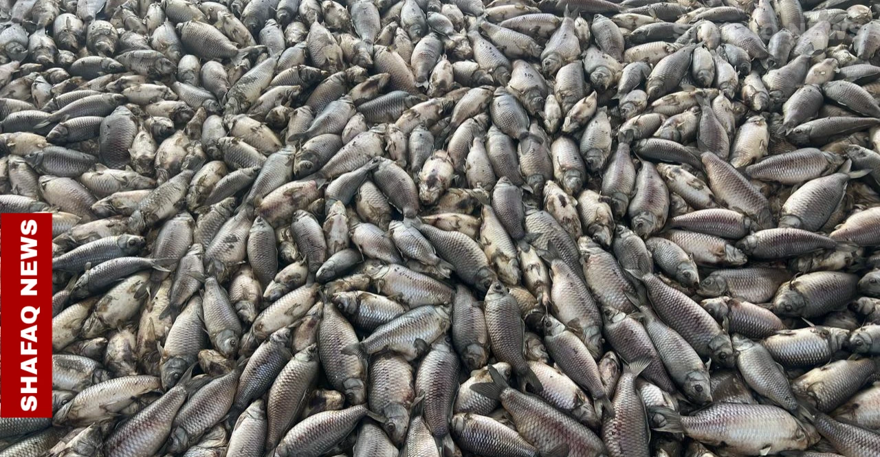 نفوق أكثر من 300 طن من الأسماك بواسط.. ومربون يطالبون الحكومة بالتعويض وكشف الأسباب (صور)