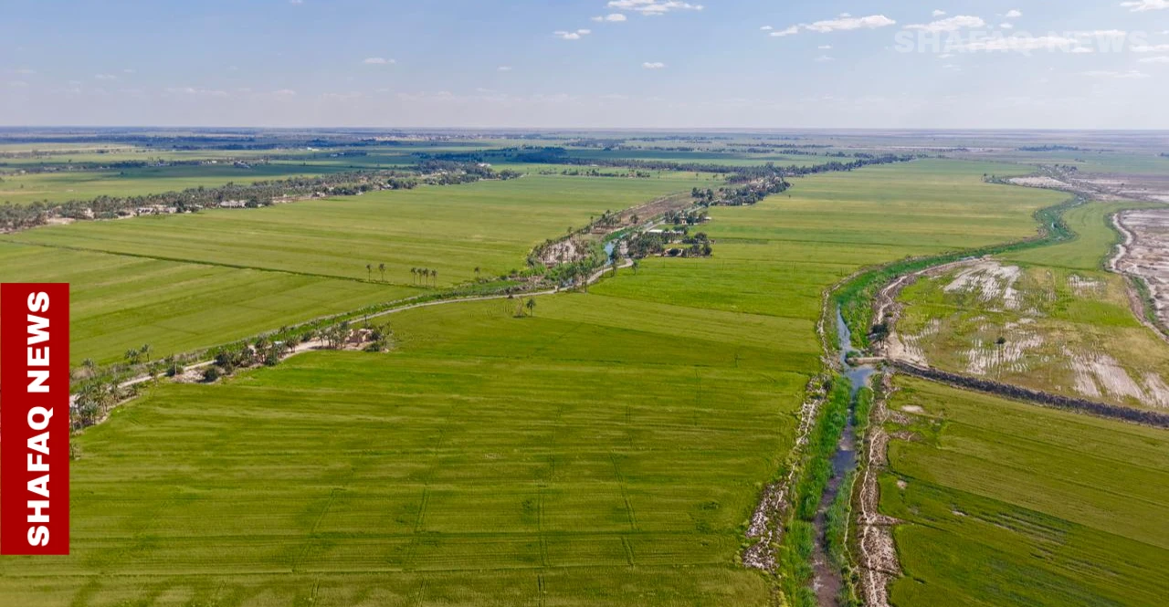 مزارعو المشخاب يترقبون "موسماً واعداً" للقمح مع اكتمال نضج السنابل (صور)