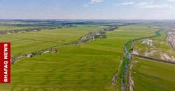 مزارعو المشخاب يترقبون "موسماً واعداً" للقمح مع اكتمال نضج السنابل (صور)