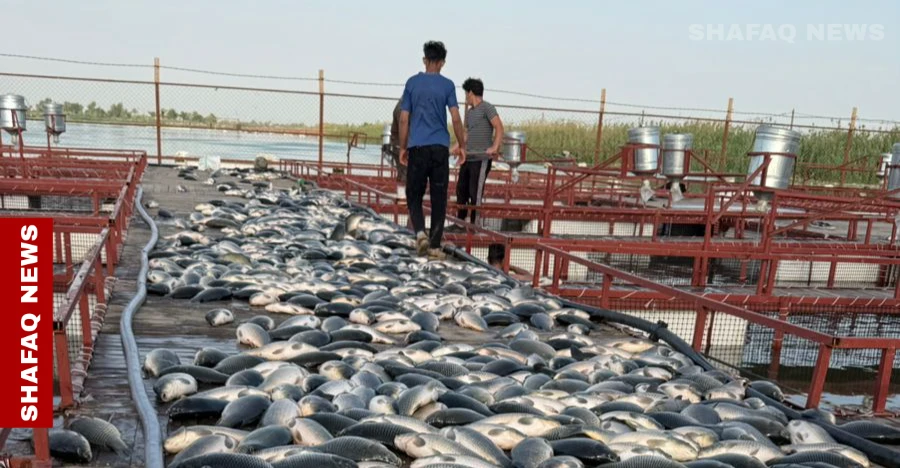 الحية منها "غير صالحة للأكل".. شفق نيوز تتقصى نفوق 1200 طن من أسماك دجلة
