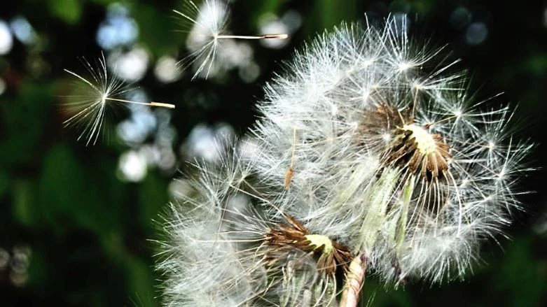 ‏هەستاری وەهار چەیگە چوین مقیەتی خوەیان لەلی بکەن