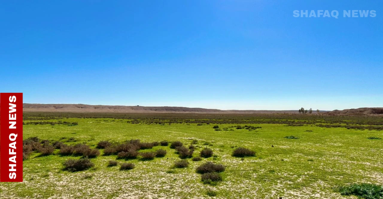 الأمطار الوفيرة تنعش بادية النجف و"الشبكة" تصبح وجهة للرعاة والسيّاح (صور)