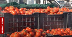 الزراعة العراقية تحدد ثلاثة أسباب وراء ارتفاع أسعار الطماطم