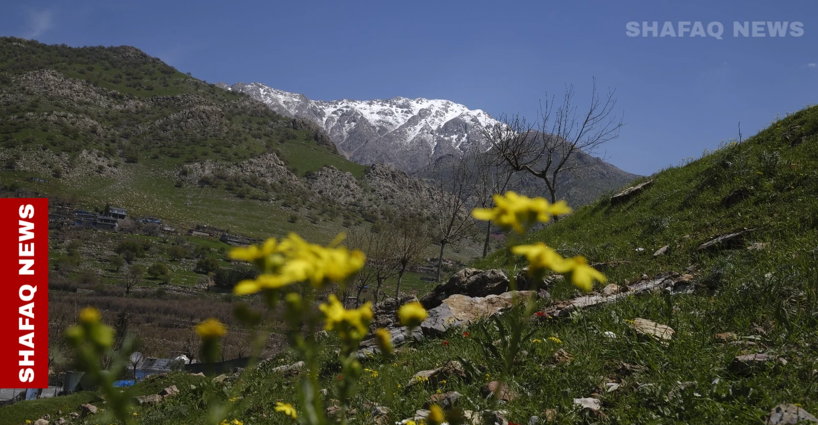 "ربيع أخضر".. جبال كوردستان تتلون بالعشب والورود (صور)