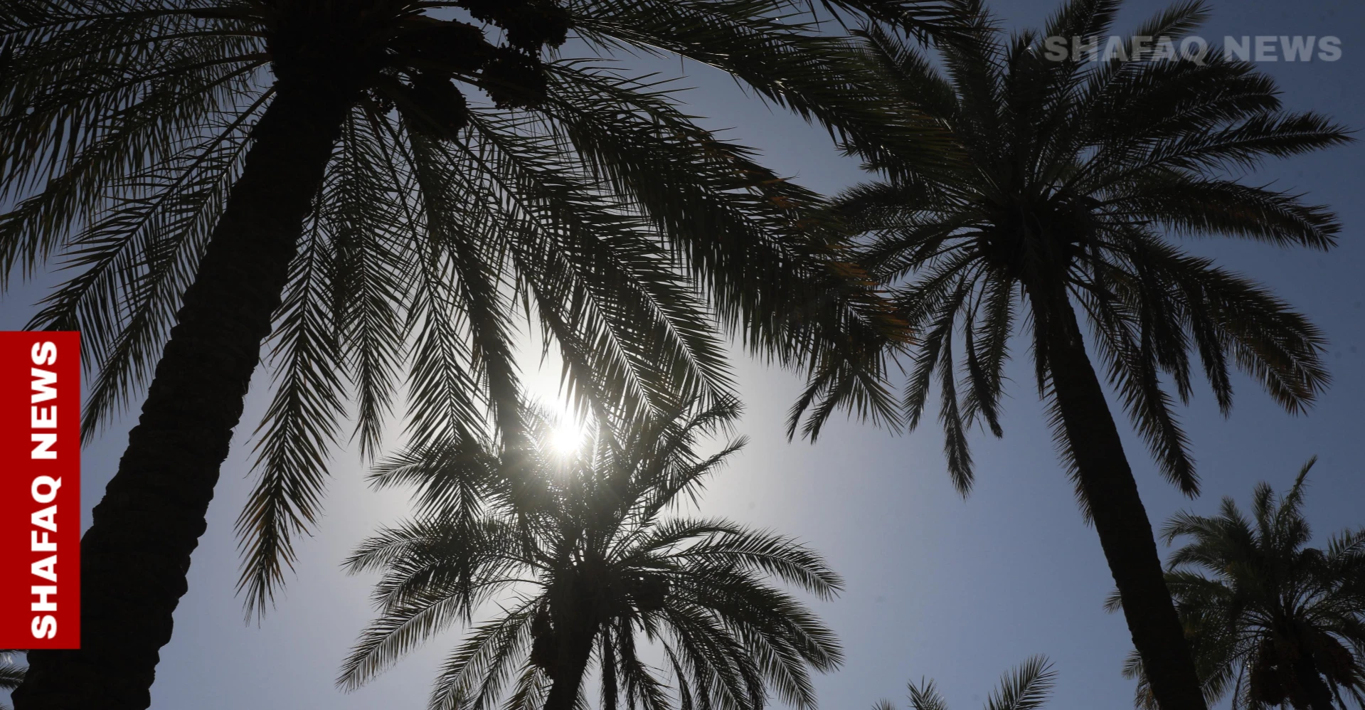 النجف.. حظر الطيران الزراعي يزيد خطر إصابات النخيل بـ"الدوباس"