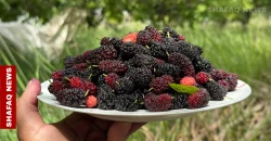 بساتين بابل تنتعش بـ"التكي" (صور)