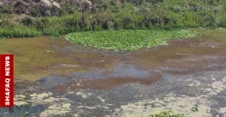 معركة خفية ضد "زهرة النيل" لإنقاذ "سر الحياة" في العراق (صور)