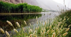 كرمانشاه.. الأمطار وإجراءات قانونية تعيد الحياة لـ"مأوى الأفاعي"