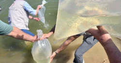 Iraq releases over 11 million fish into Anah Lake to boost fish stocks