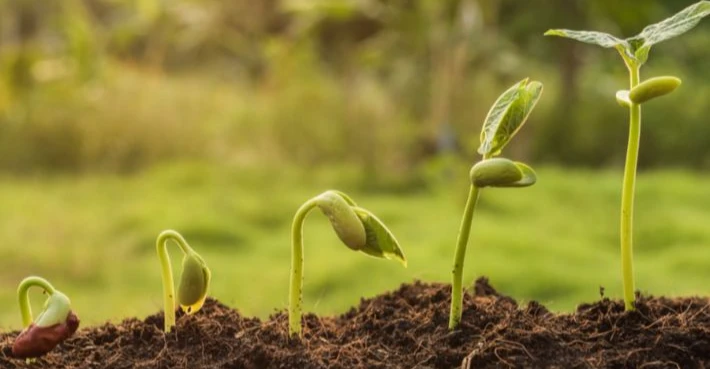 نظام جديد يعزز نمو النباتات عبر محاكاة الضوء الطبيعي