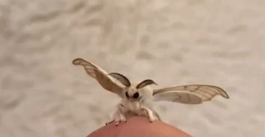 "الديدان المجنونة" تهاجم ولاية أميركية