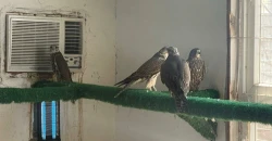 عمليات في ديالى وكركوك .. ضبط 31 صقراً نادراً ونحو 40 متسللاً اجنبياً