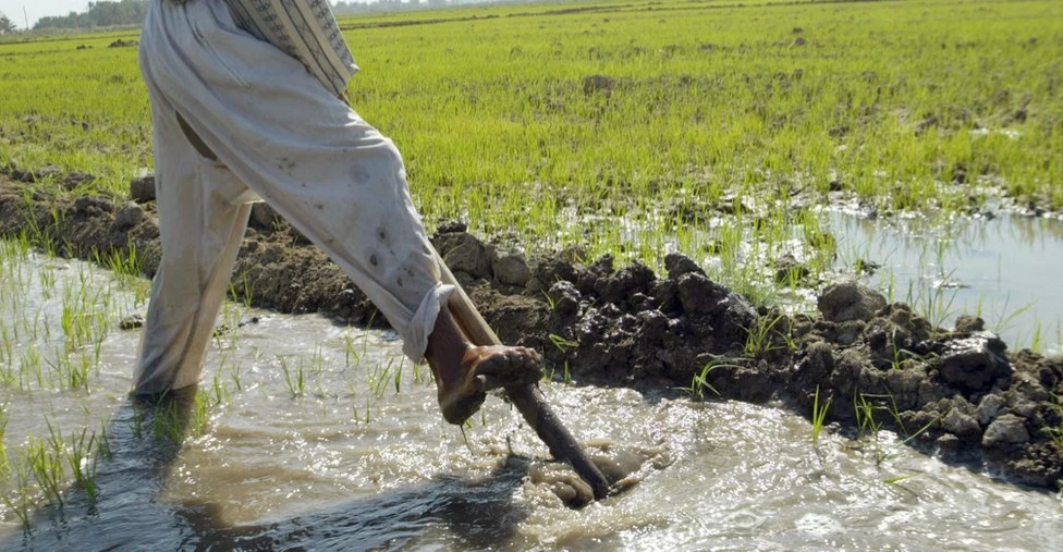 زراعة واسط تعلن نجاح الخطة الشتوية وتحقيق الاكتفاء المحلي