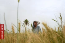 Rooted in soil: An Iraqi farmer holds on as the land changes