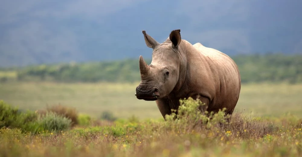 نهاية مأساوية.. وحيد القرن يقتل رجلاً كرّس عمره لحمايته