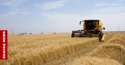 Iraq’s Basra 2026 harvest season opens