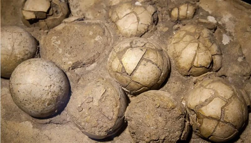 ‏لە هیندستان لانەی دایناسۆرەیل پەیا کريەێد