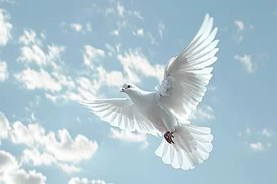 ‏خوەشم تێ چۊ کەموتەر پەڕ بکیشم