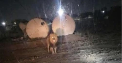 أسد طليق يستنفر القوات الأمنية في ديالى (صورة وفيديو)