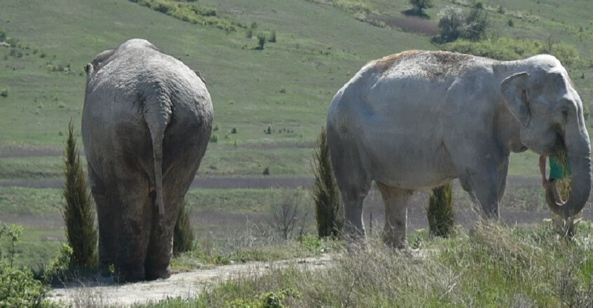 "حتى الموت".. فيل يدهس مليونيراً أميركياً في إفريقيا