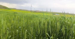 Kirkuk expects 600K tons wheat output