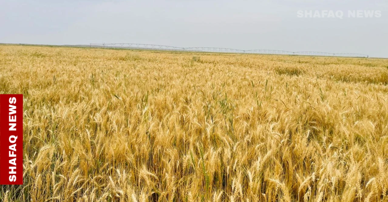 انطلاق حصاد الحنطة في العراق وسط أزمة وقود
