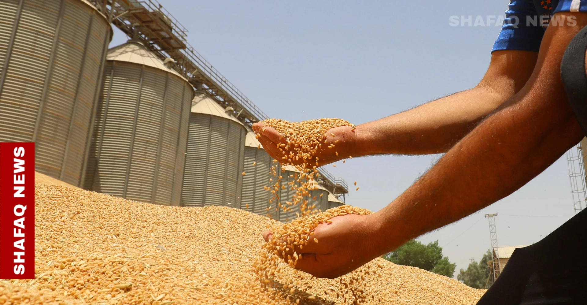 Karbala starts wheat harvest with 300K-ton target