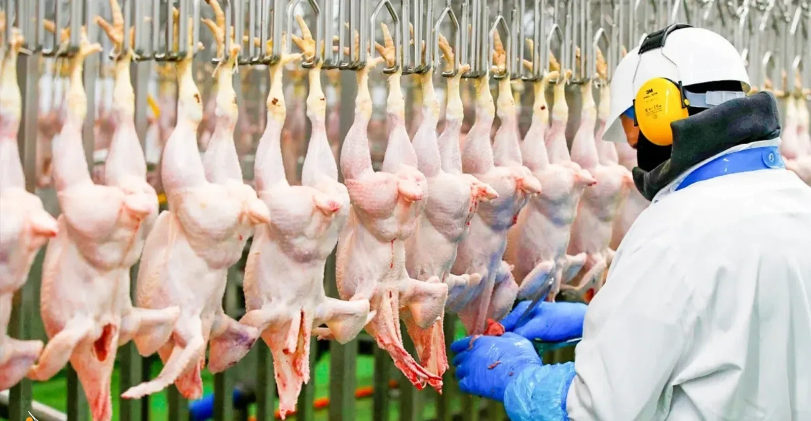 تراجع حاد لواردات العراق من الدواجن البرازيلية في 2025