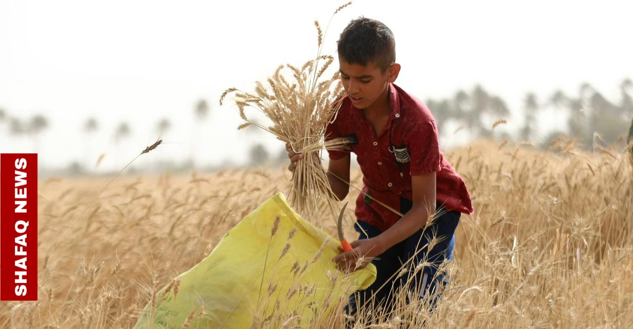 Wheat harvest begins in Iraq’s Najaf with higher output expected