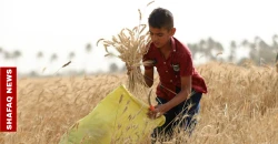 Wheat harvest begins in Iraq’s Najaf with higher output expected