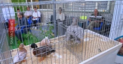 Ornamental birds draw smiles at Erbil care home