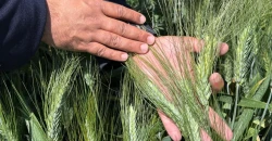 زراعة كركوك تنجح بإنتاج حنطة "البركة التونسي"