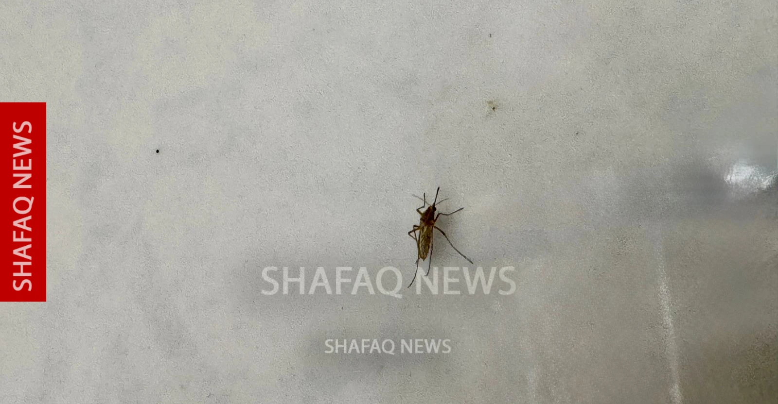 البعوض يحاصر بيوت العراقيين.. أمراض ومستنقعات وتبادل للاتهامات