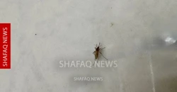 البعوض يحاصر بيوت العراقيين.. أمراض ومستنقعات وتبادل للاتهامات