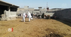 الثانية في غضون ثلاثة أيام.. تسجيل إصابة جديدة بالحُمى النزفية في نينوى