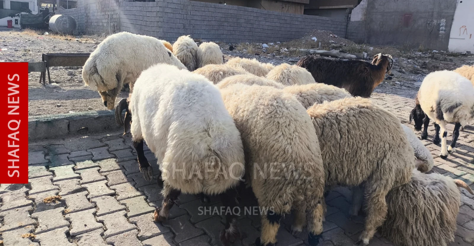 الأغنام الإيرانية تغزو السوق العراقي بسبب ارتفاع الأسعار والبحث عن "البديل الأرخص"