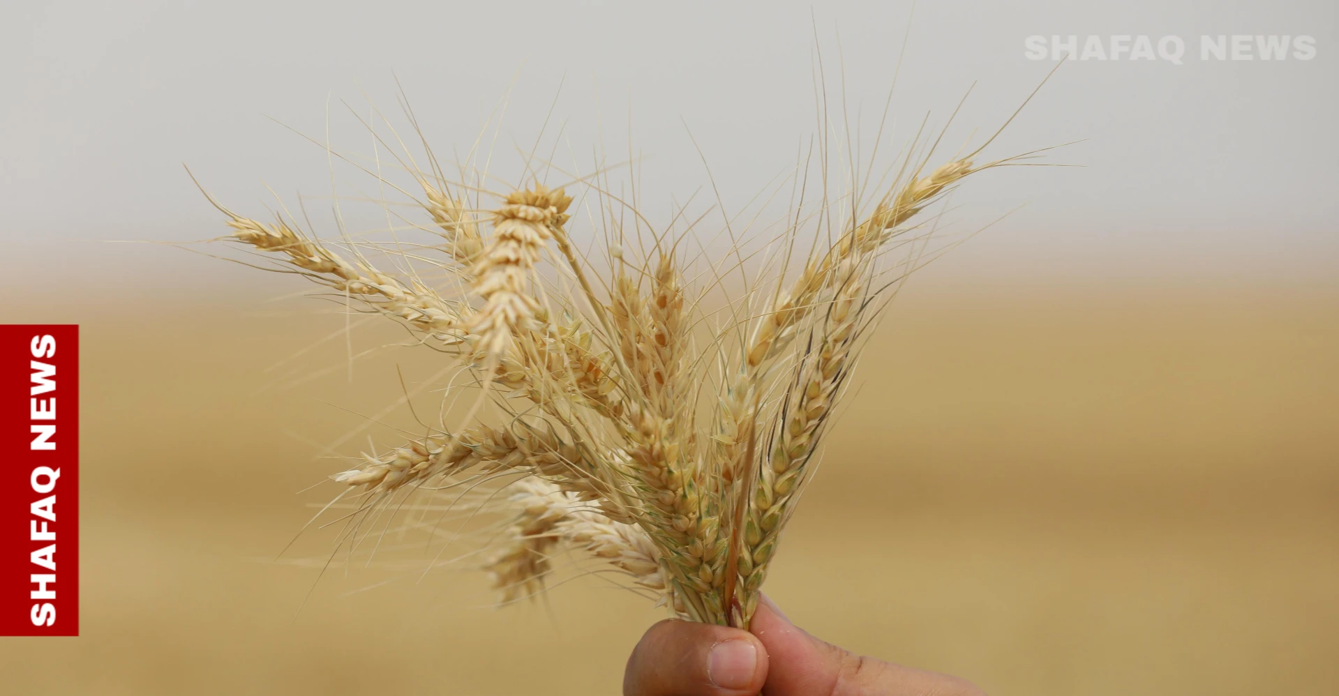 العراق يقر الخطة الزراعية الصيفية وتأكيد على استخدام تقنيات الري الحديثة