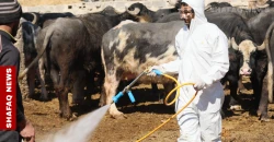 البيطرة العراقية تتخذ إجراءات للحد من انتشار الحمى النزفية مع قرب عيد الأضحى