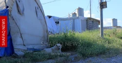 Stray dogs attack displaced families in Kurdistan’s Duhok