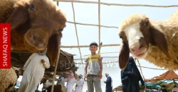 Baghdad launches Eid al-Adha crackdown on livestock slaughter