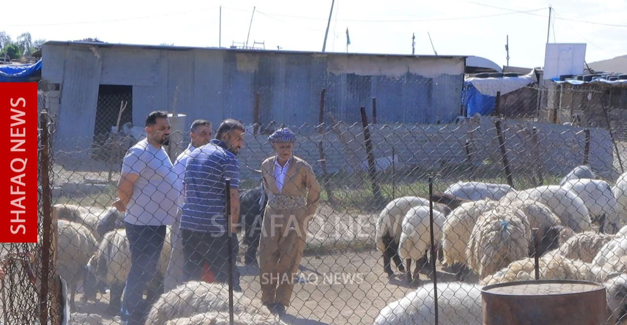 Duhok’s Eid Al-Adha Livestock Markets See Sharp Rise in Activity